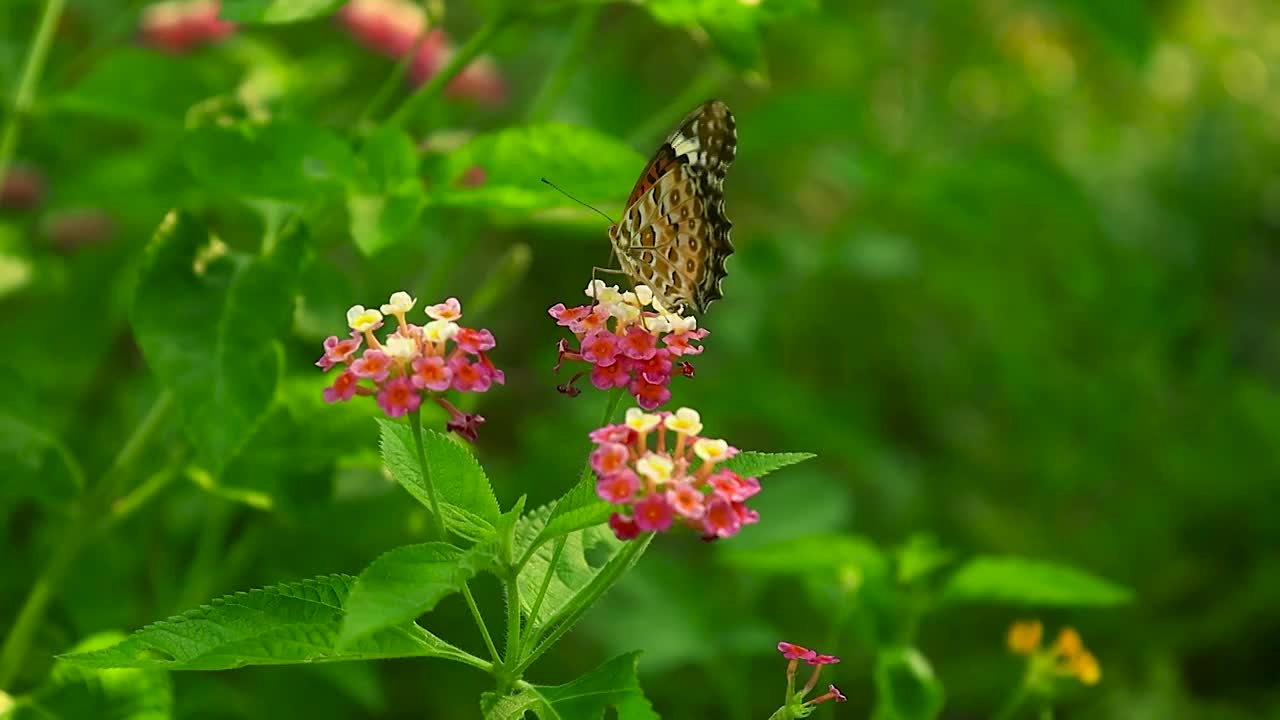 花丛中蝴蝶在花朵上爬行飞起视频素材