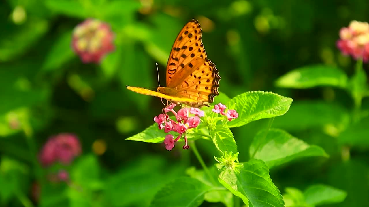花丛中的蝴蝶视频素材
