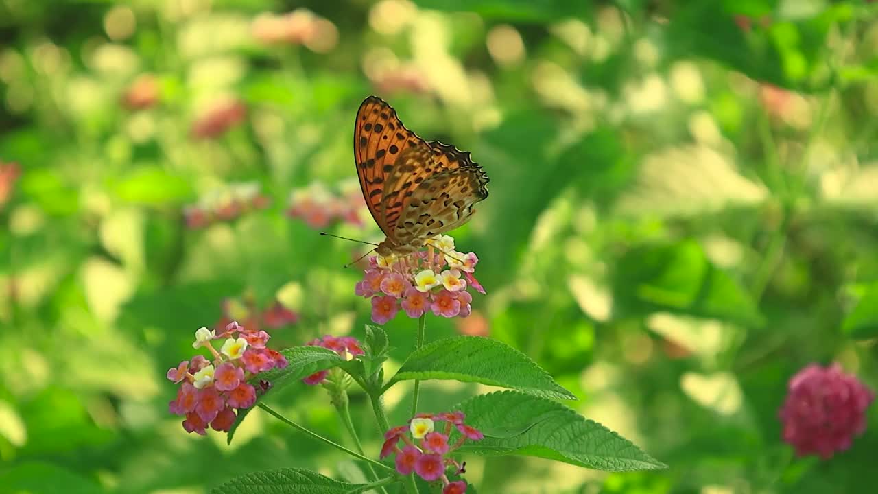 一只蝴蝶在花朵中寻觅吸食花蜜视频素材