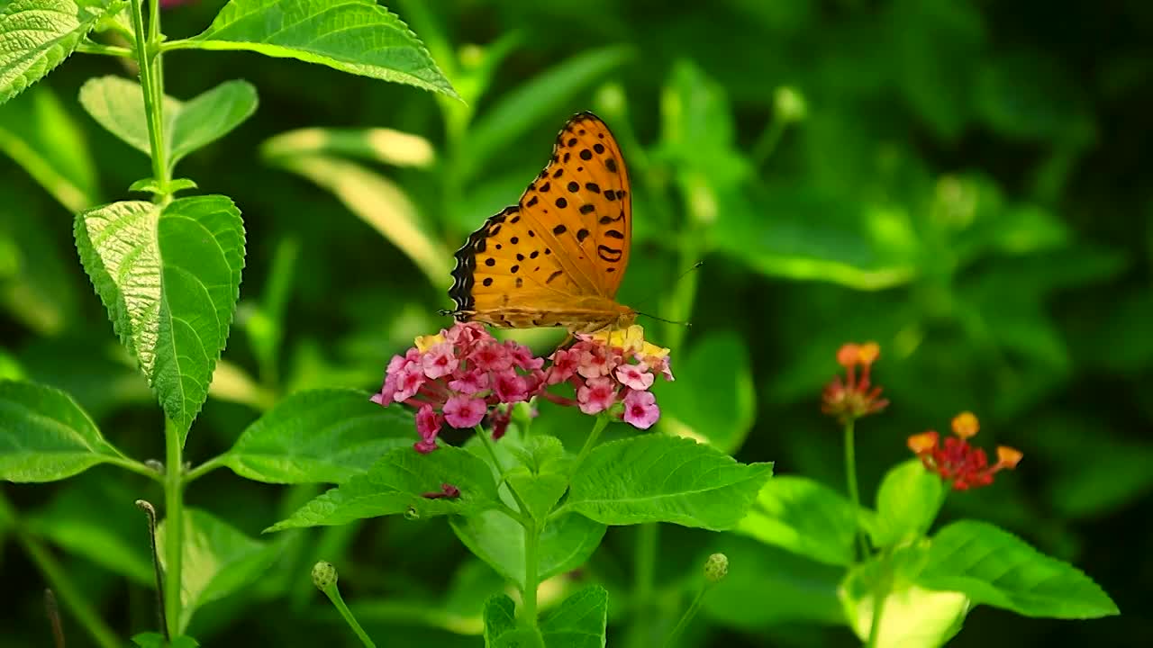 花丛中的蝴蝶正花朵上爬行觅食视频素材