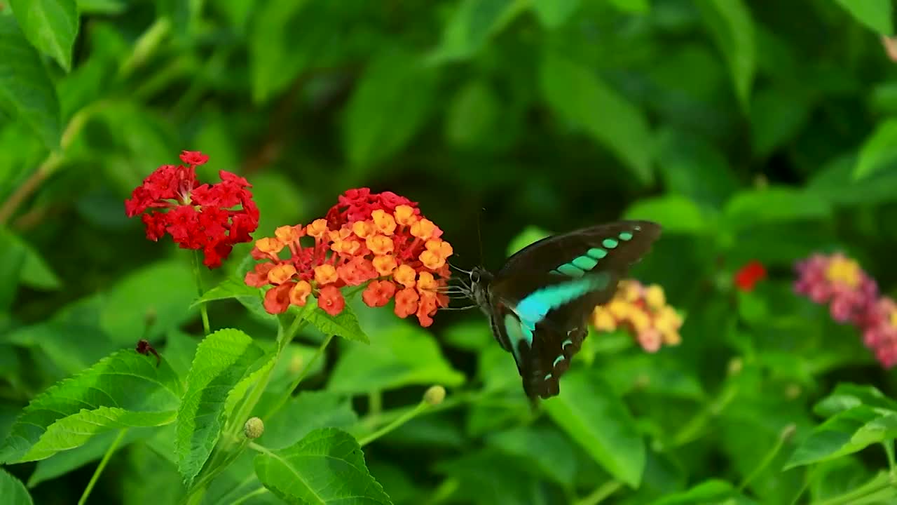 蓝色翅膀的蝴蝶在绿叶红花中来回飞舞的美感视频素材