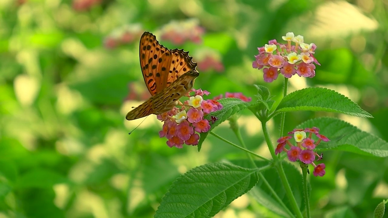 蝴蝶从花朵上飞起视频素材