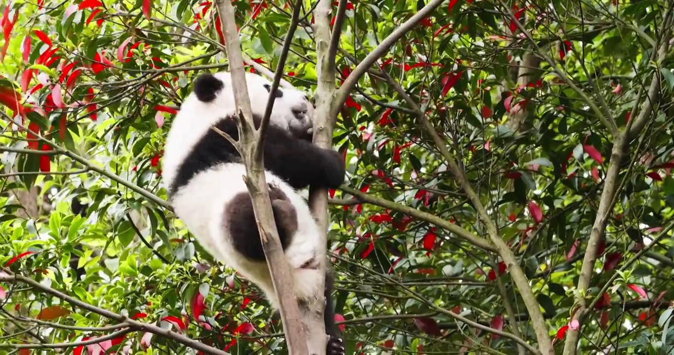 可爱国宝大熊猫幼崽小宝宝爬树玩耍萌视频下载