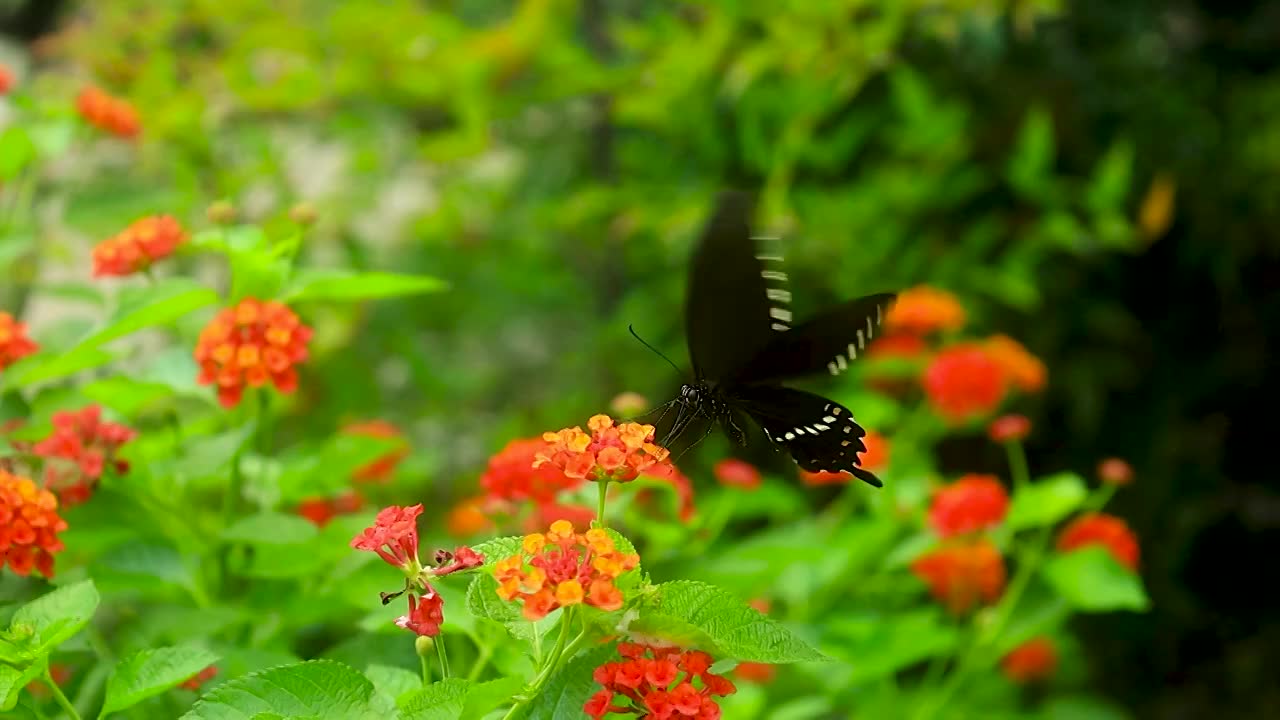 植物花丛中飞舞觅食的蝴蝶视频素材