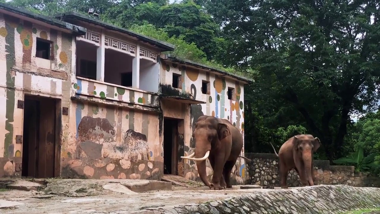 动物园大象象牙背景视频下载