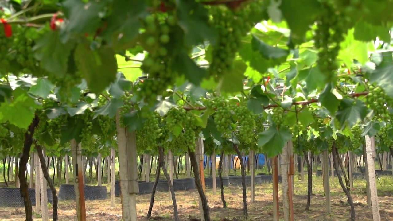 4K葡萄种植园实拍视频视频下载