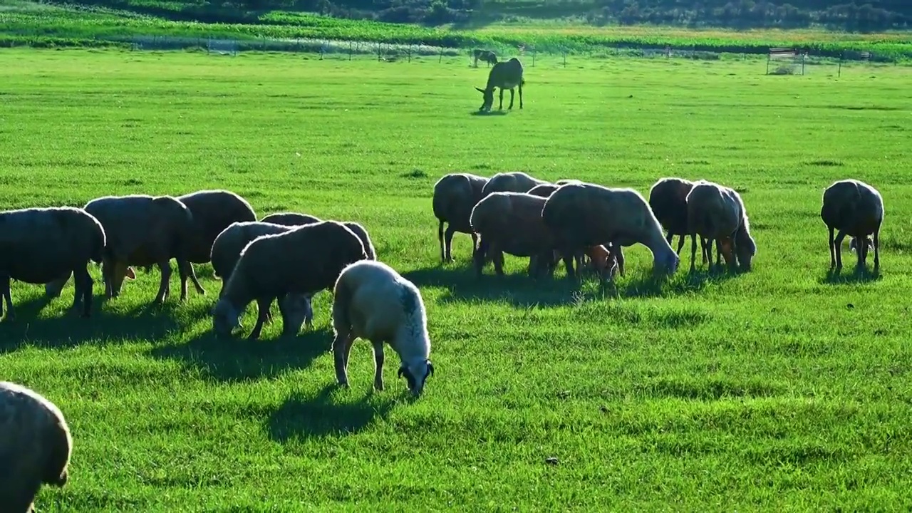 草原牧场上吃草的羊群视频素材