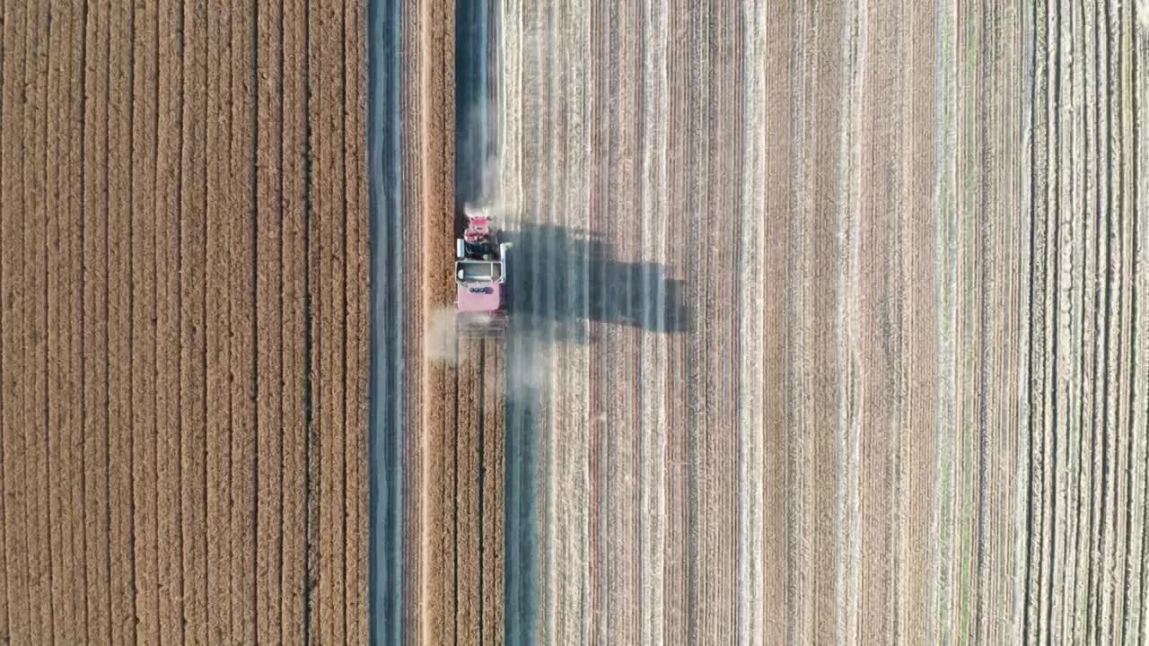 夏季芒种收割机收割成熟的小麦视频下载