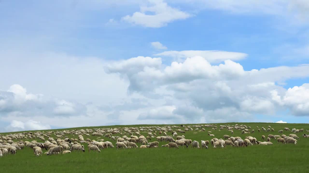 呼伦贝尔草原上的绵羊群视频素材