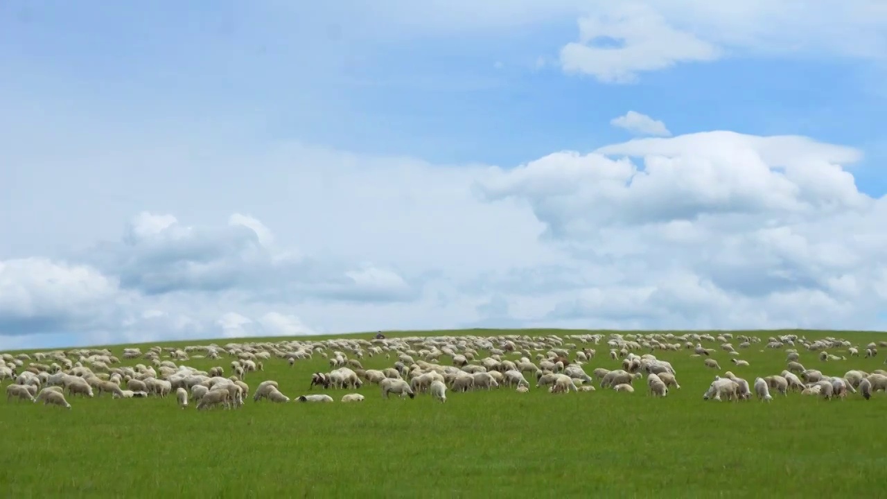 呼伦贝尔草原上的绵羊群视频素材