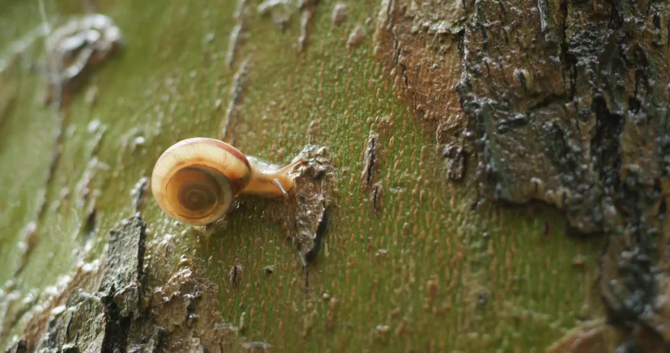雨后蜗牛爬树视频下载