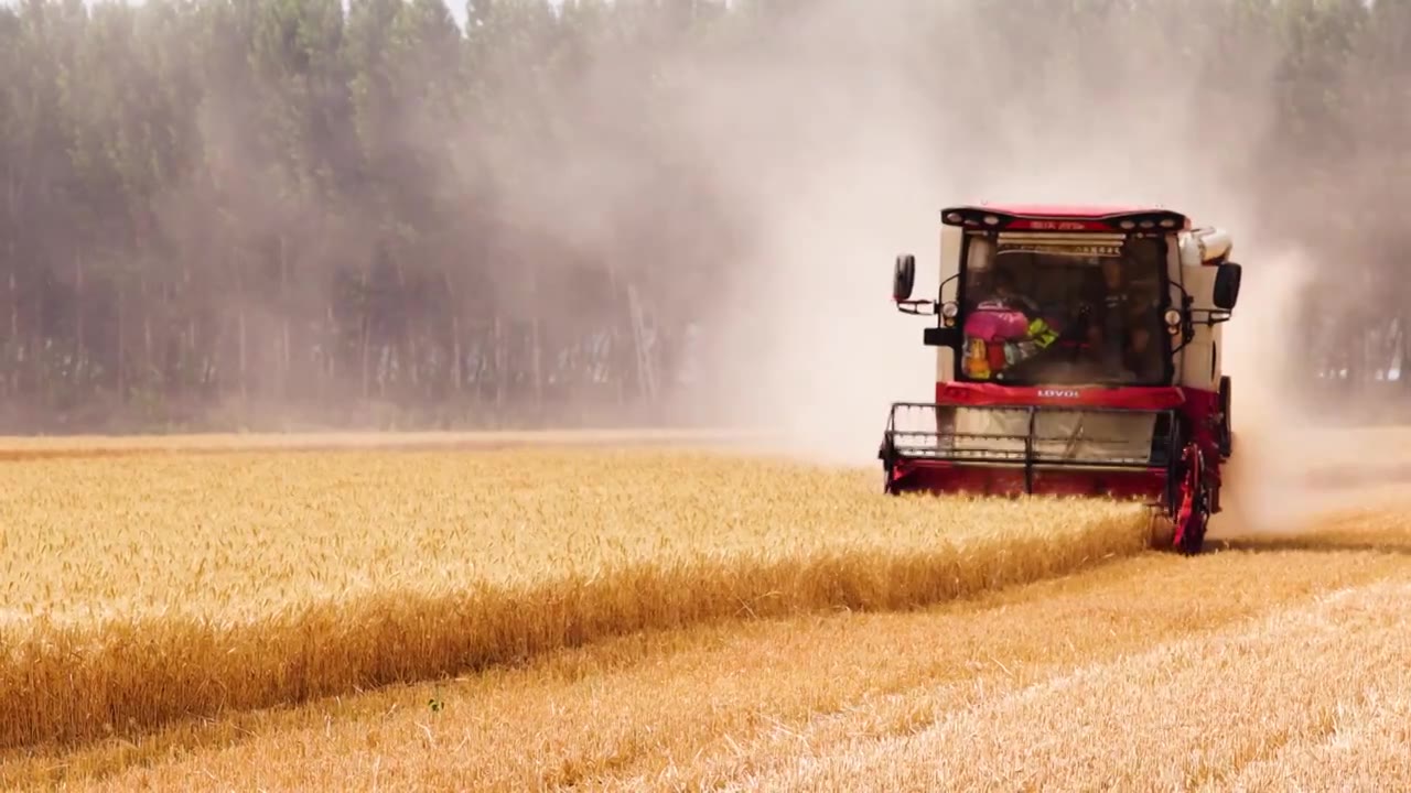 小麦丰收,联合收割机在麦田里工作航拍（选编）视频下载