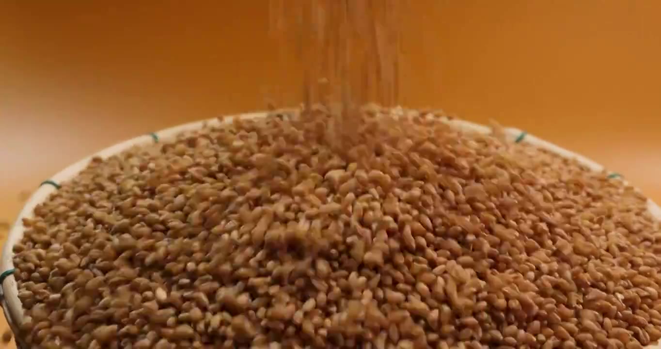 金黄色麦粒特写,小麦静物（选编）视频下载