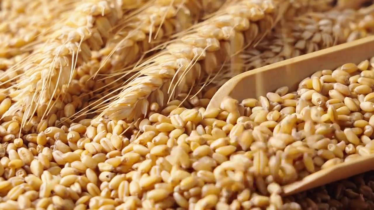 缓慢落下的小麦,粮食收获丰收视频下载