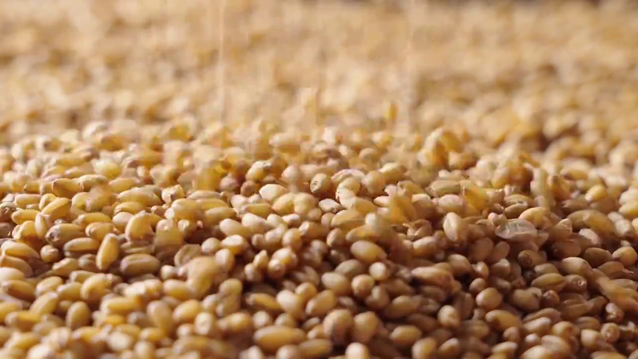 缓慢落下的小麦,粮食收获丰收视频素材