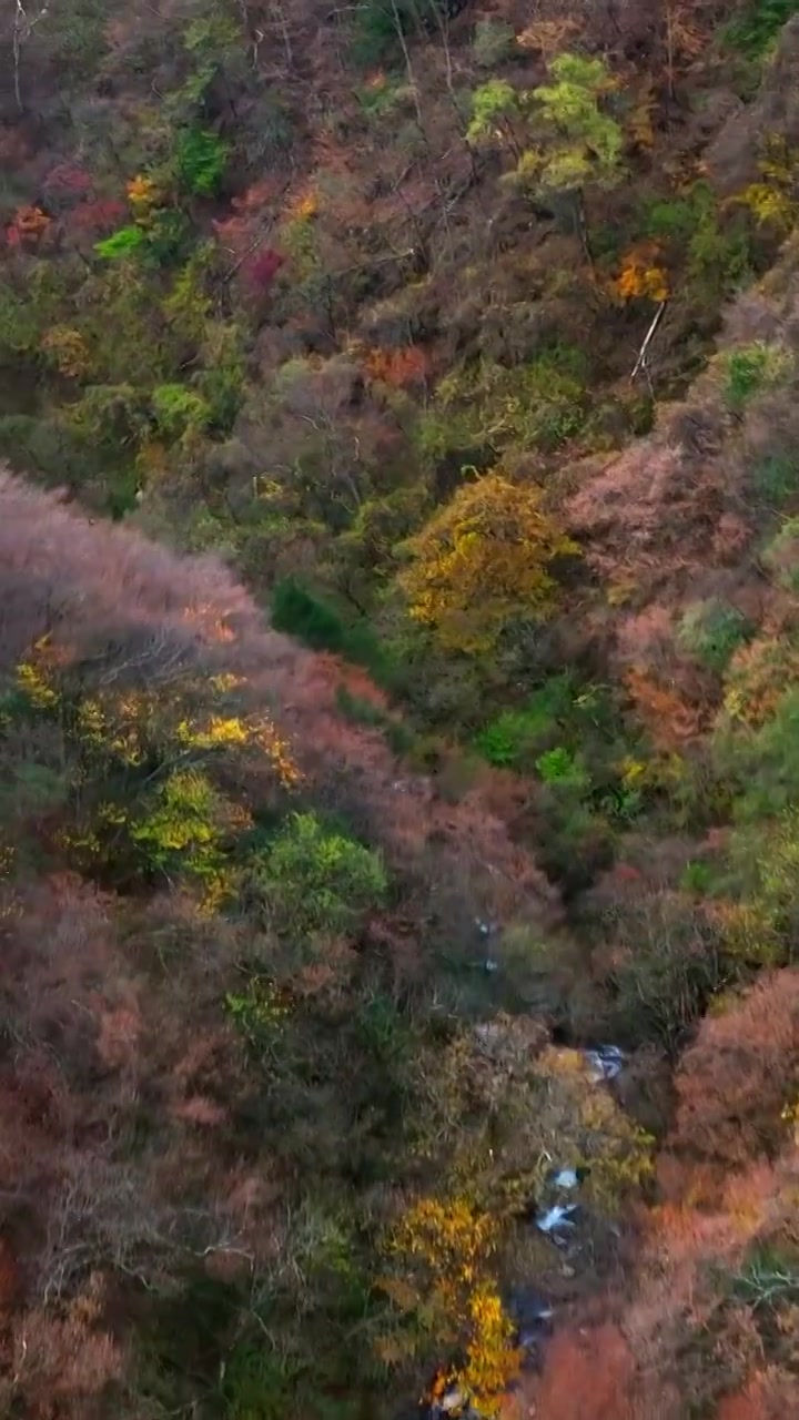 森林,秋天,自然,山,树,风景,地形,自然美,叶子,无人,天气,户外,白昼,宁静,峡谷视频下载
