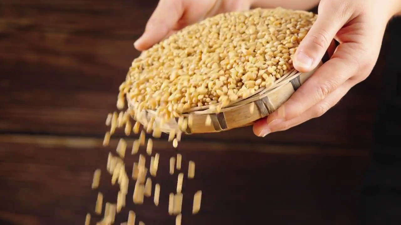 缓慢撒下的小麦，粮食丰收视频素材