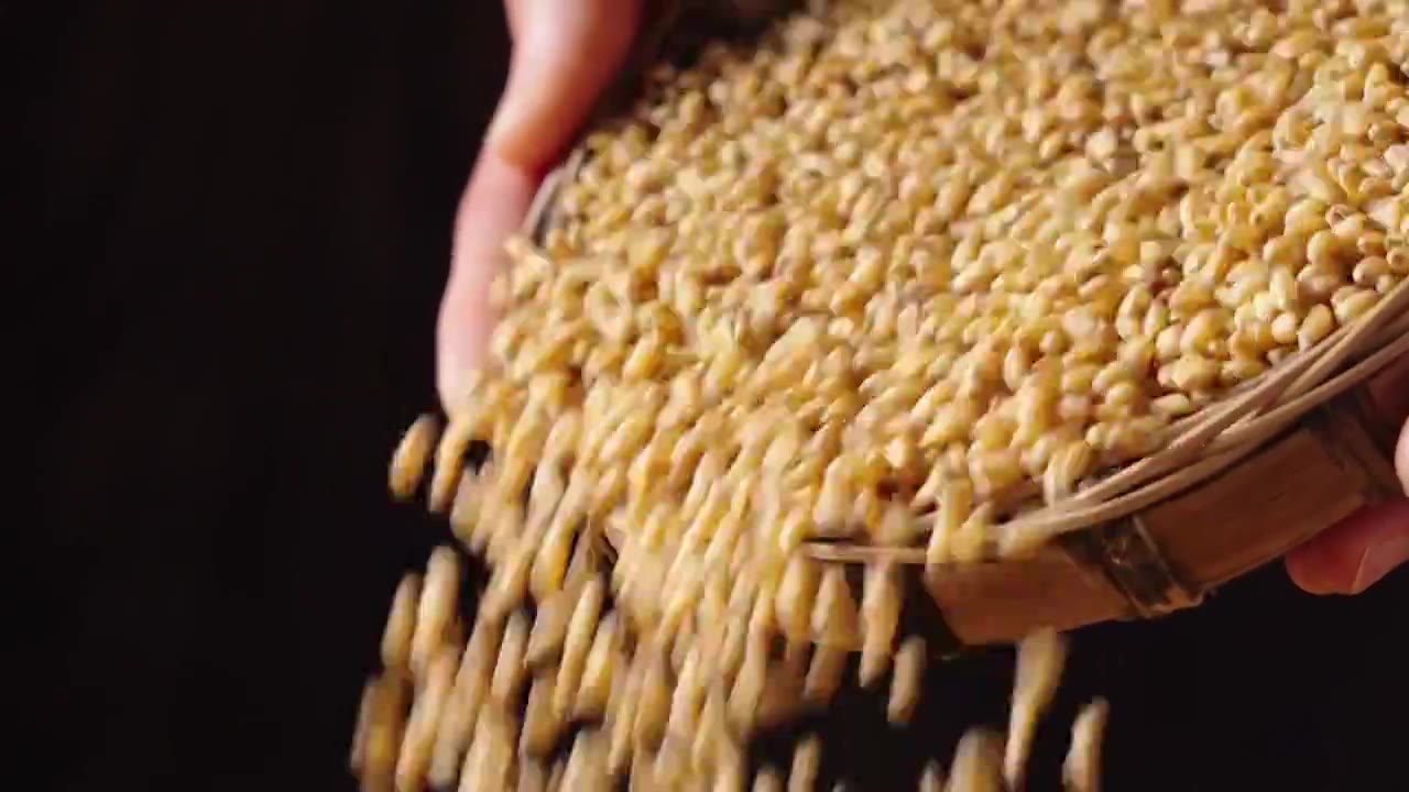 缓慢撒下的小麦，粮食丰收视频素材
