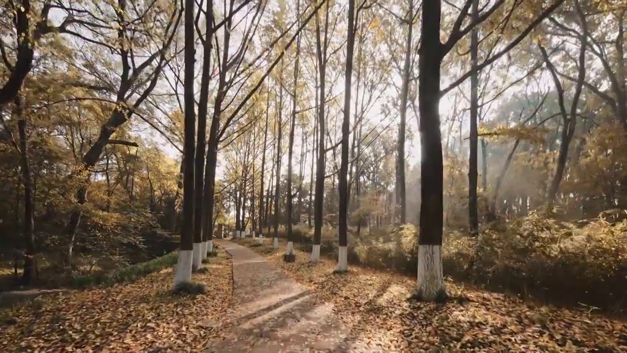 秋天阳光下树叶金黄的一片树林视频下载