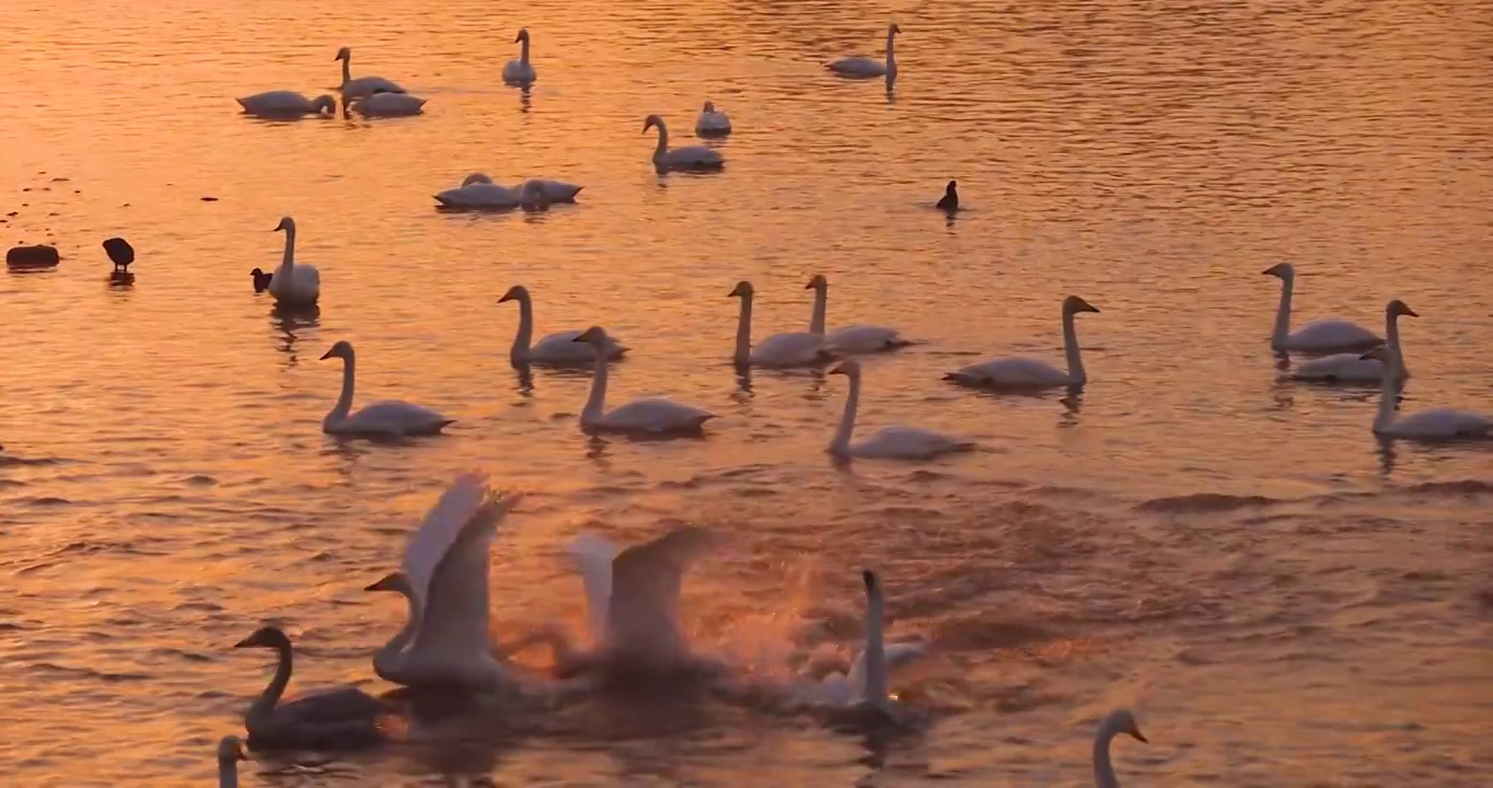 河南省三门峡大天鹅国家湿地公园视频素材