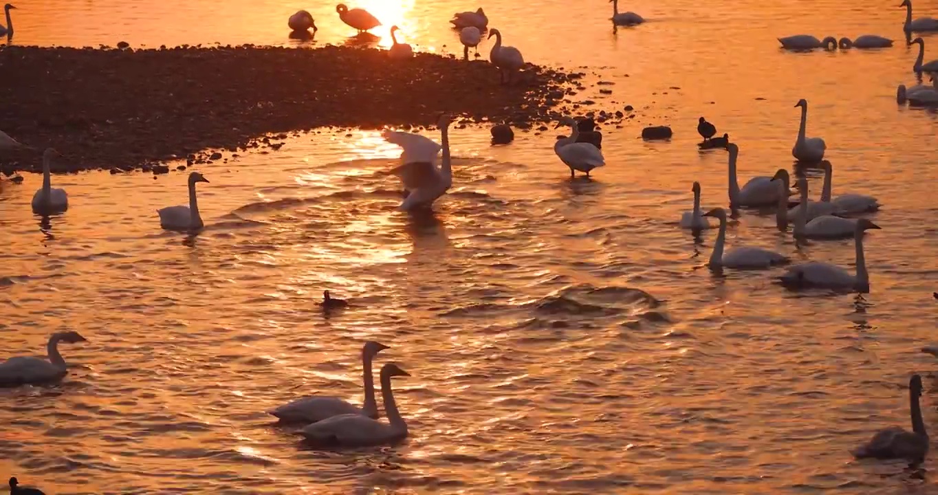 河南省三门峡大天鹅国家湿地公园视频购买