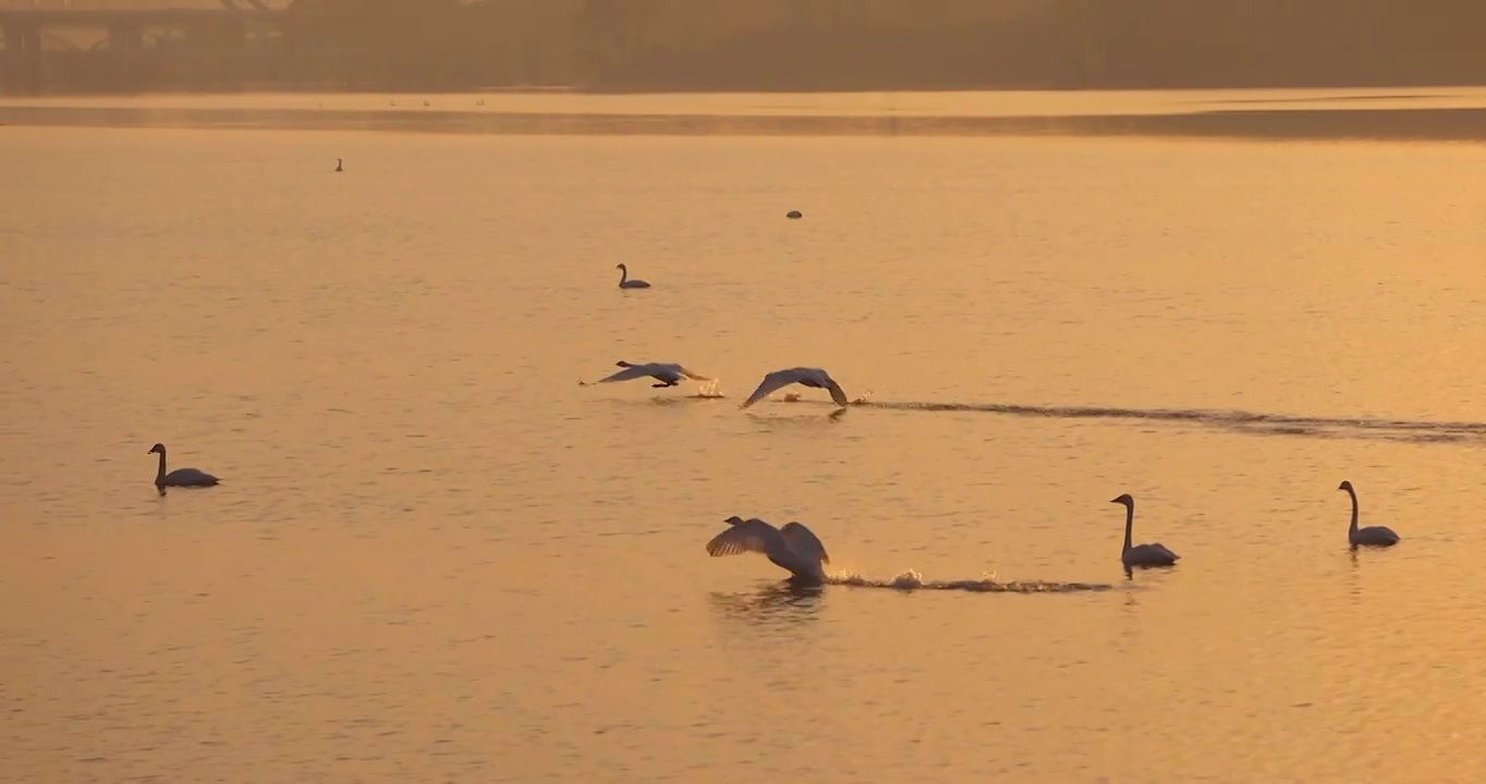 河南省三门峡大天鹅国家湿地公园视频素材