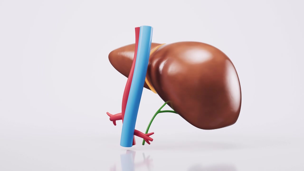 肝脏器官与生物医学循环动画3D渲染视频素材