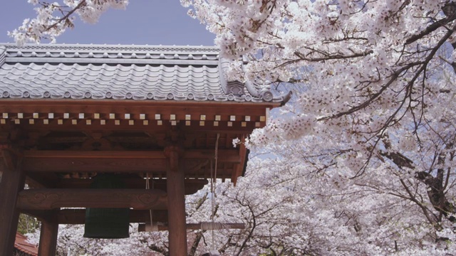 Cherry blossoms and big bell at temple視頻素材