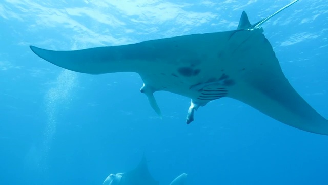 Manta rays swimming in Ishigaki Island, Okinawa, Japan視頻素材