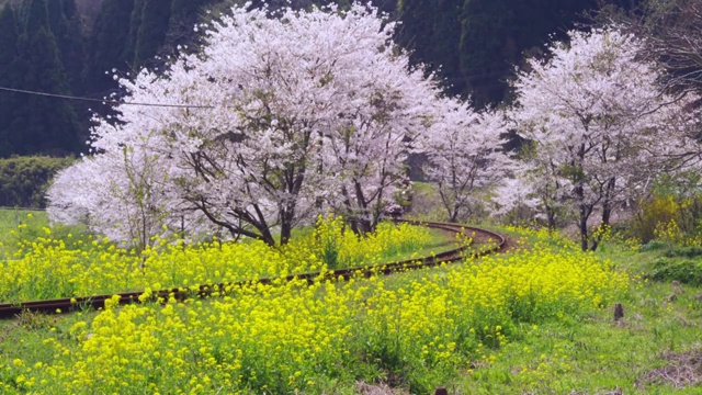 Train travelling and cherry blossoms in Chiba, Japan視頻素材