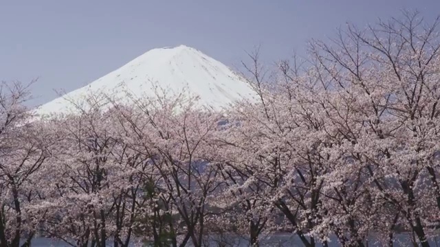 Mt. Fuji and cherry blossoms視頻素材