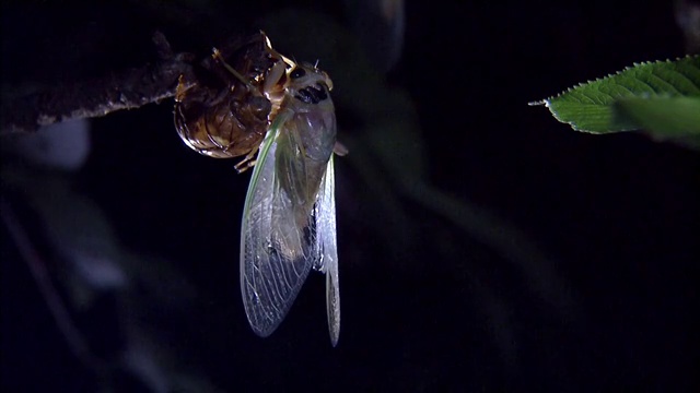 Cicada emerging視頻素材