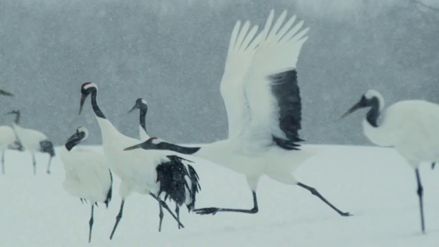 Red crowned cranes with snow in Japan視頻素材