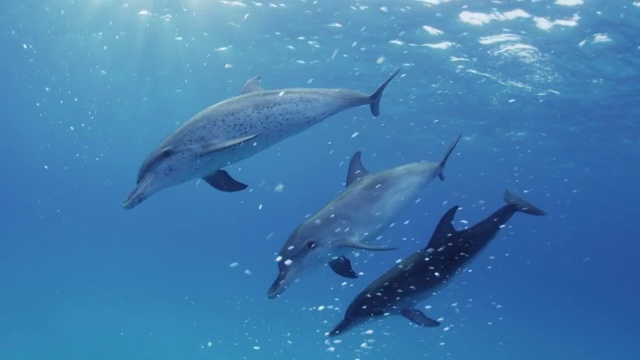 Atlantic spotted dolphins swimming in the Bahamas視頻素材