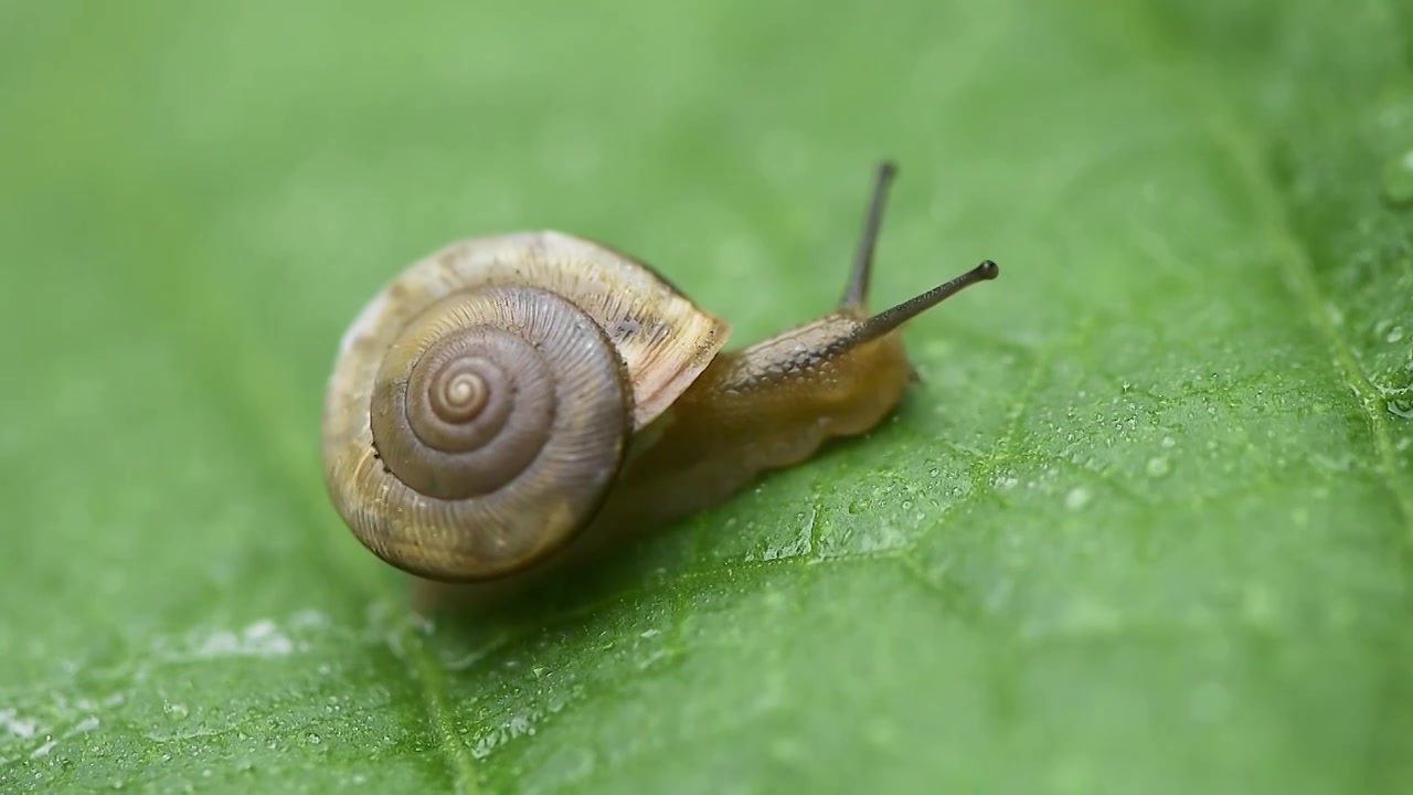 雨天叶子上爬行的蜗牛视频素材