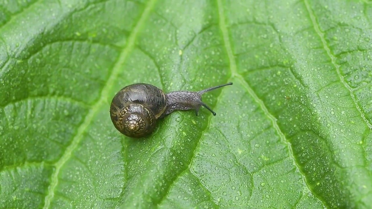 雨天叶子上爬行的蜗牛视频素材