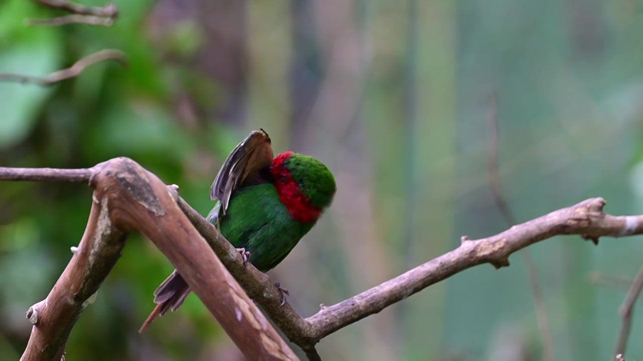 红耳鹦雀梳理羽毛视频素材