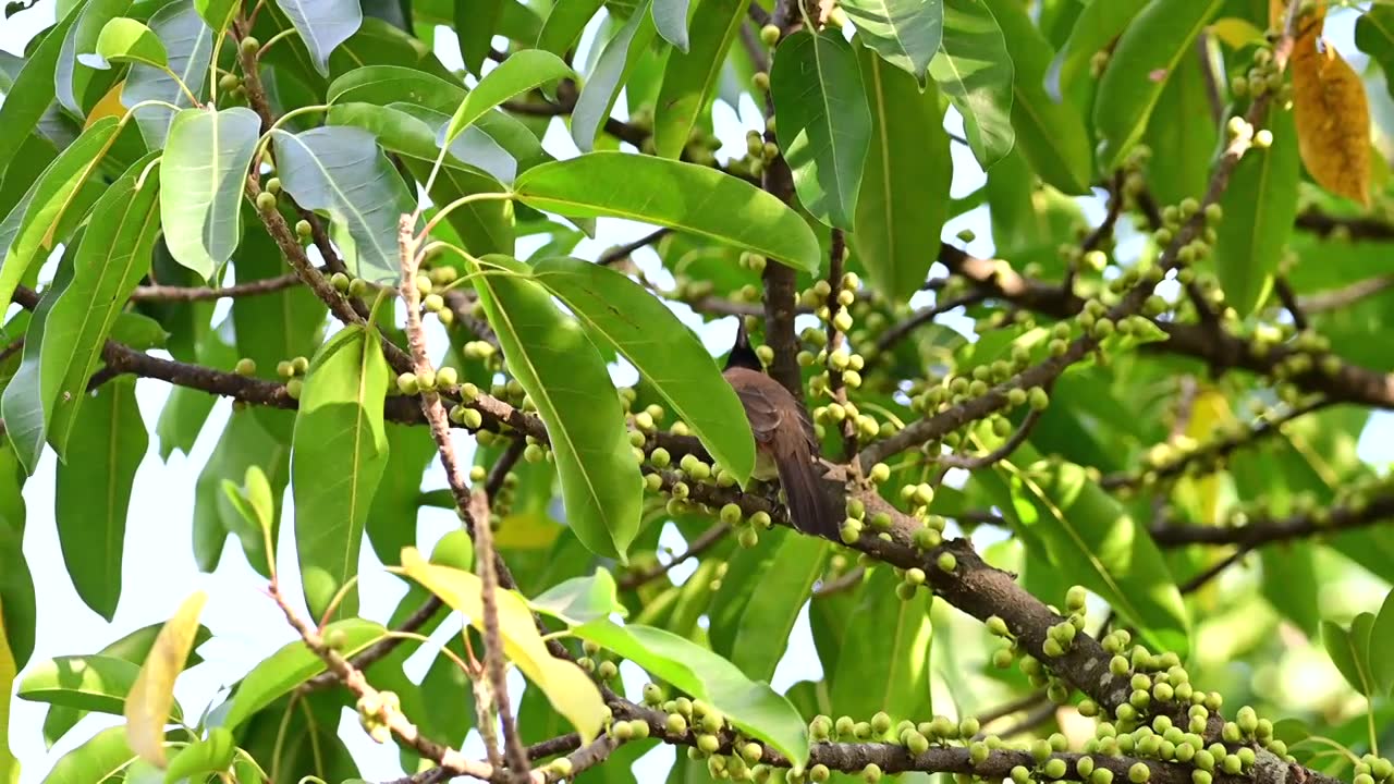 红耳鹎树上吃野果视频素材