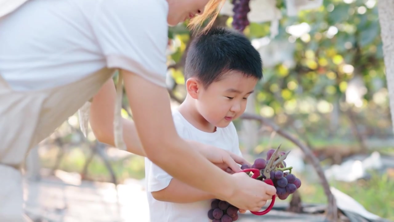 4K妈妈和儿子在葡萄园采摘葡萄亲子时光视频下载