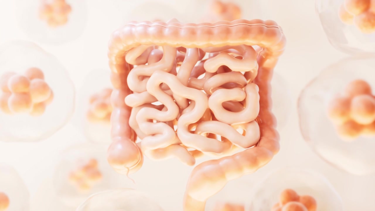 内脏器官肠道3D渲染视频素材
