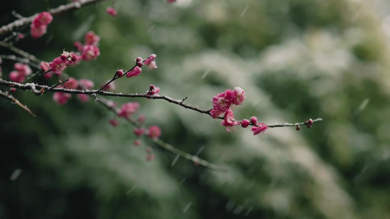 下雪天，雪花纷飞飘落在盛开的梅花花枝上视频素材