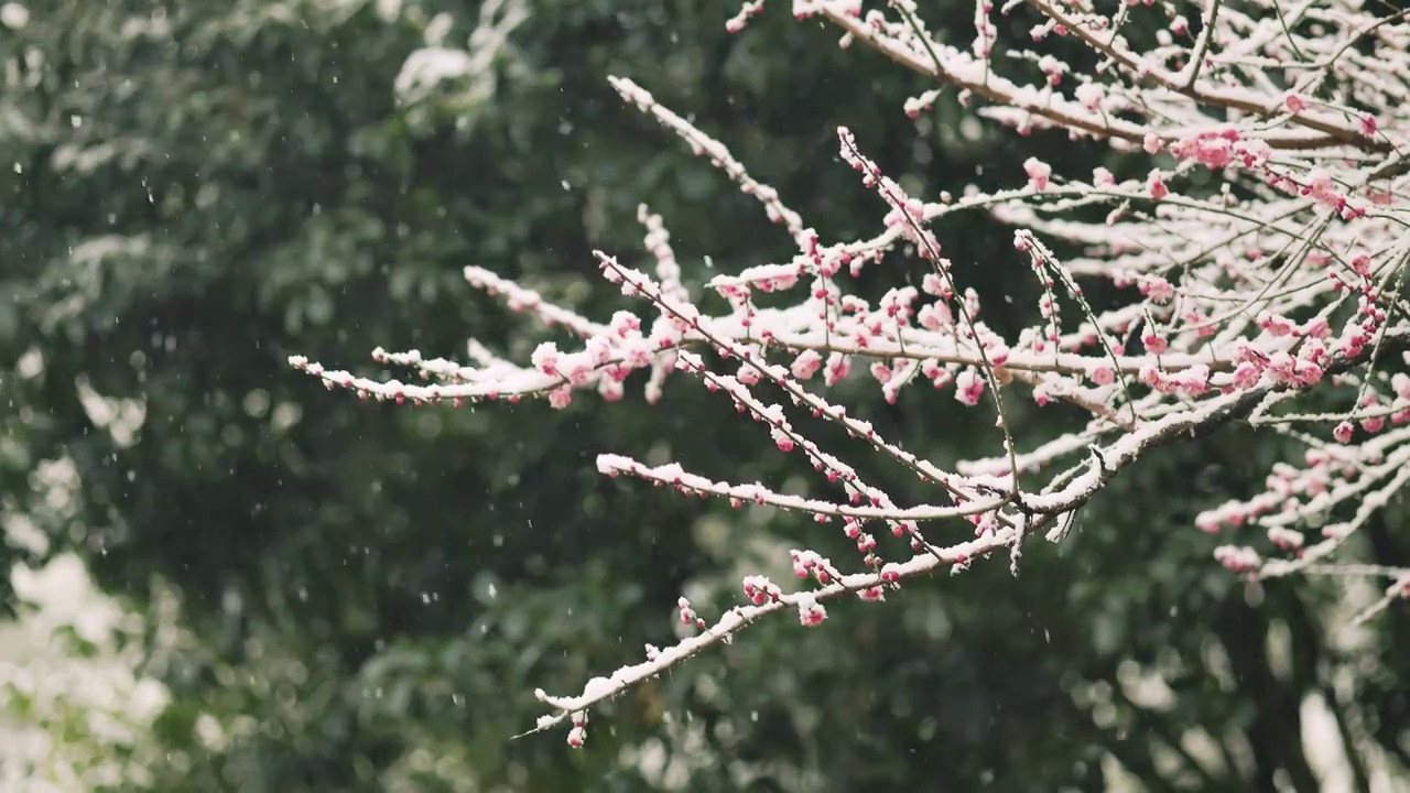 下雪天，雪花纷飞飘落在盛开的梅花花枝上视频素材
