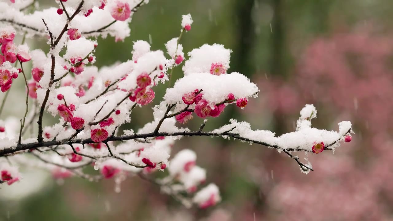 雪中树林间盛开的梅花花枝视频素材