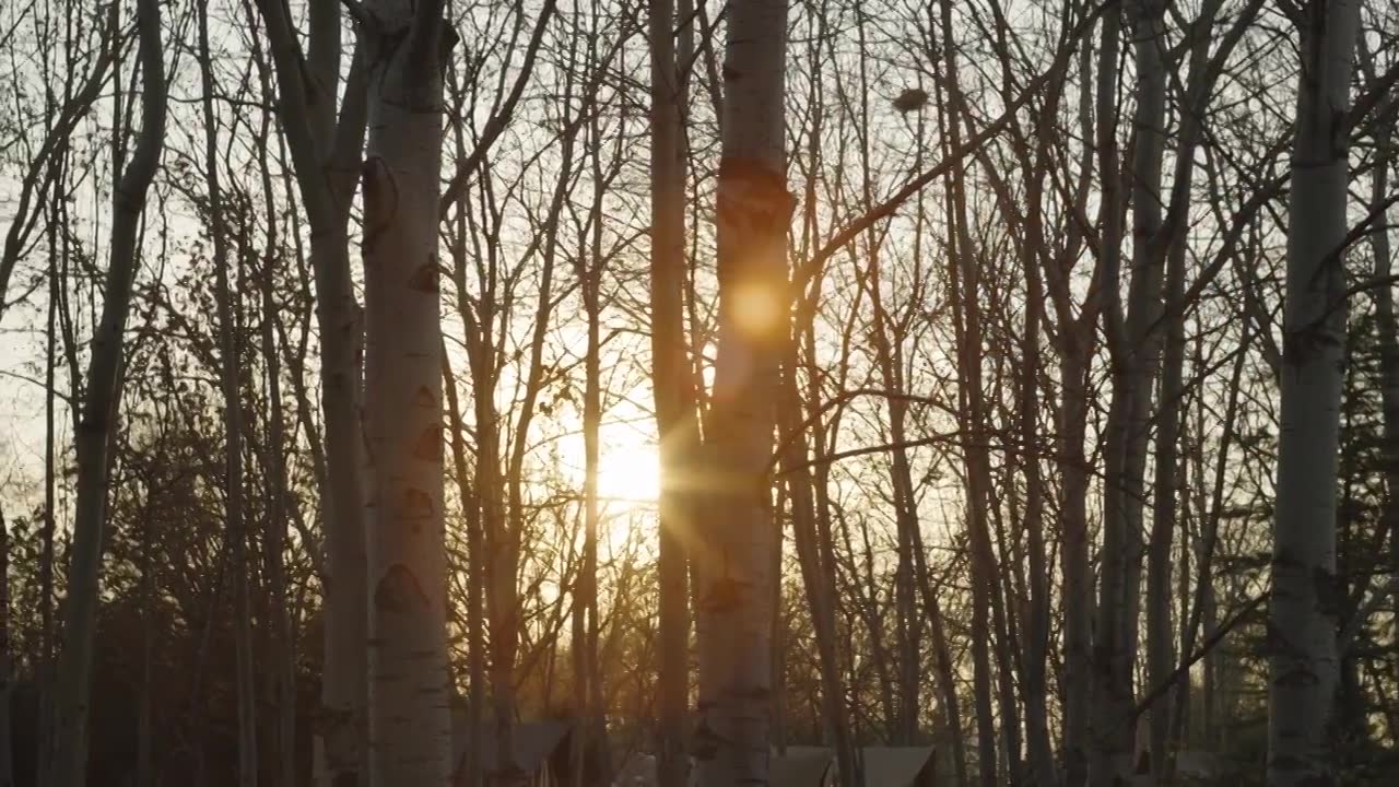冬天户外露营地树林日落逆光光晕慢镜头视频下载
