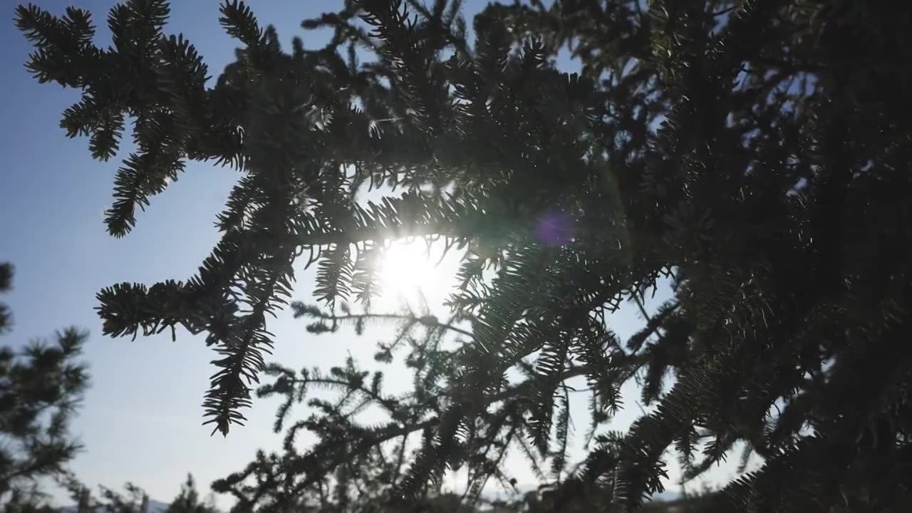 冬季逆光下的针叶林松树树枝视频下载