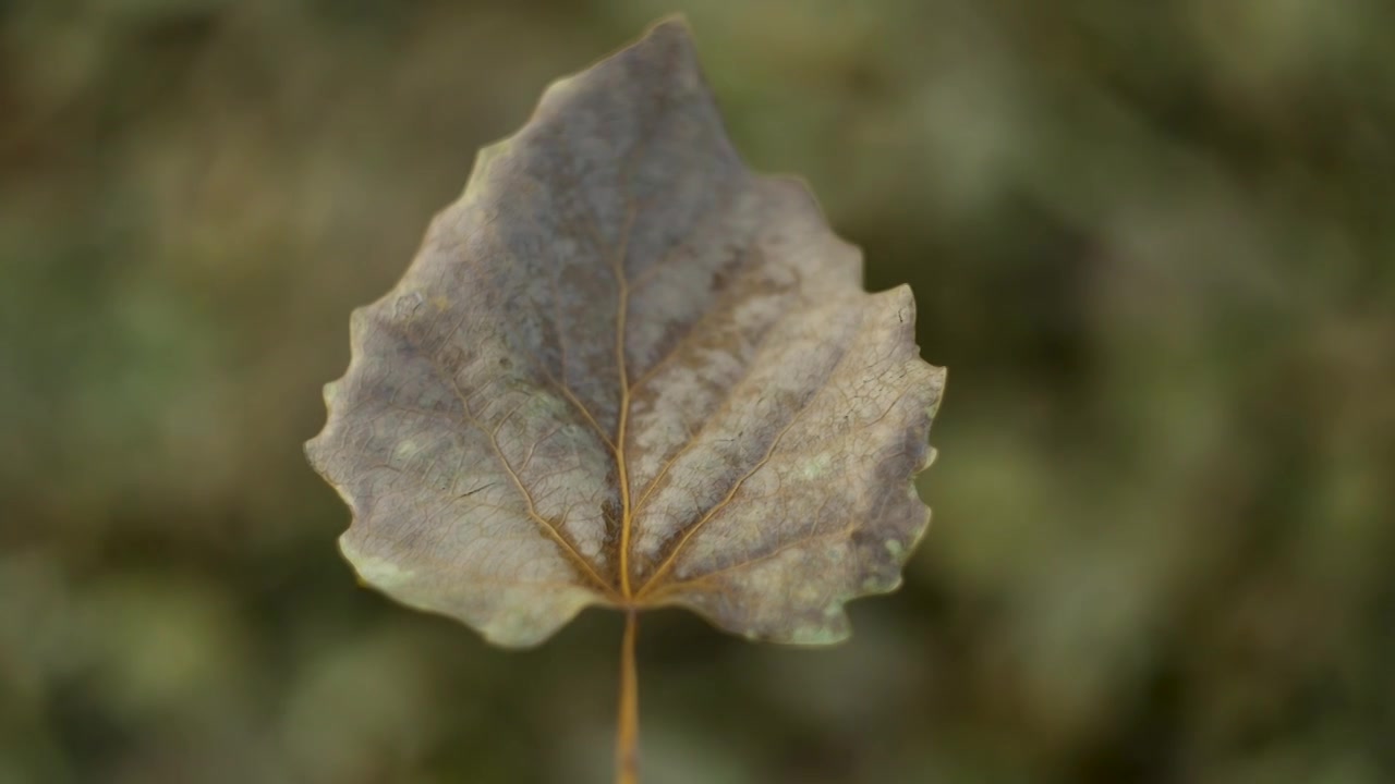 秋天的落叶，斑驳的叶脉视频下载