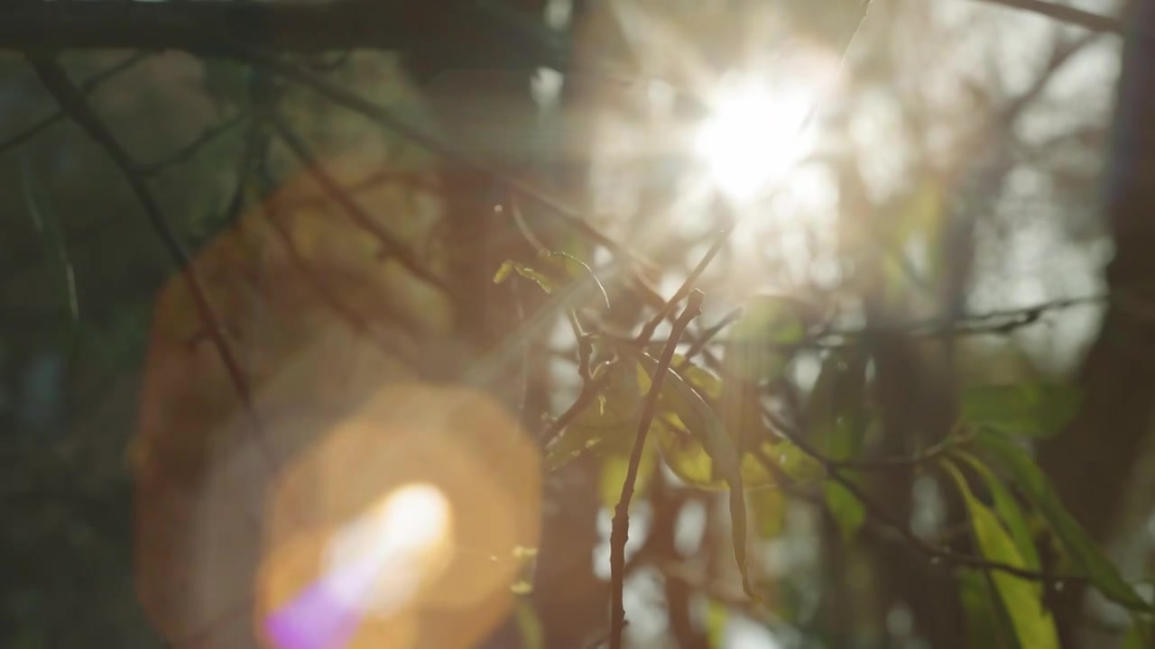 秋天逆光植物树叶菱形光晕唯美慢镜视频下载