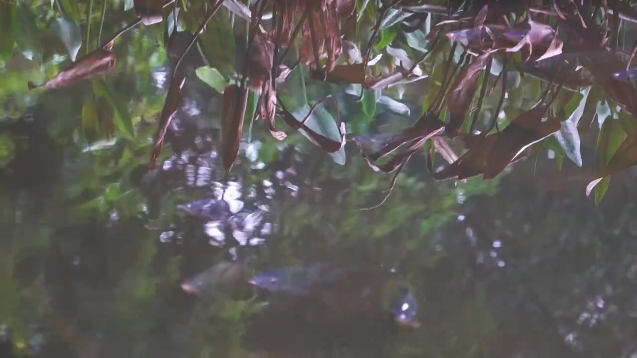 浑浊水面倒影与游动的鱼儿视频下载