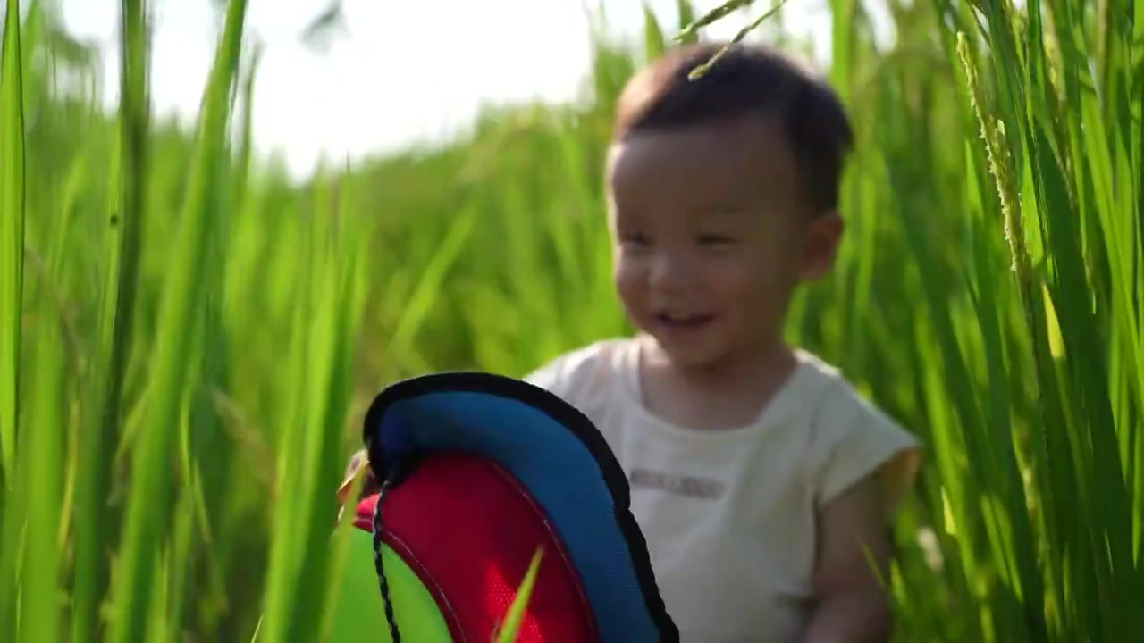 1岁7个月的宝宝在稻田里探索视频下载