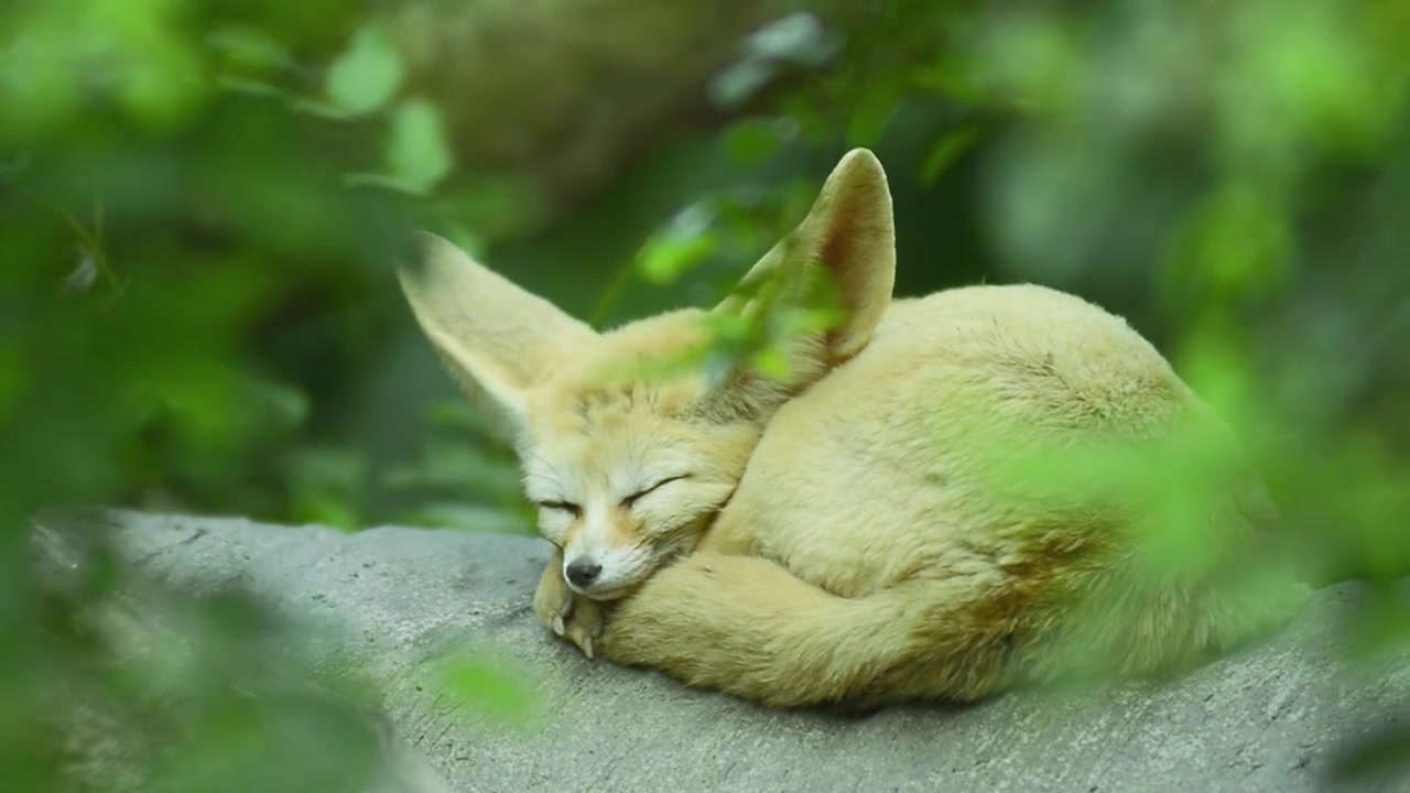 狐狸睡觉视频下载